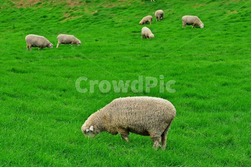 강원도,평창,대관령,양떼목장,field,들,outdoors,옥외,grassland,animal,동물,sheep,양,mammal,포유류,nature,자연,rural,농촌,farm,pasture,목장,ranch,농장,grazing,방목,meadow,목초지,경치,경관,풍경,동물,animal,포유류,mammal,목축업,목장,livestock farming,ranching,pasture