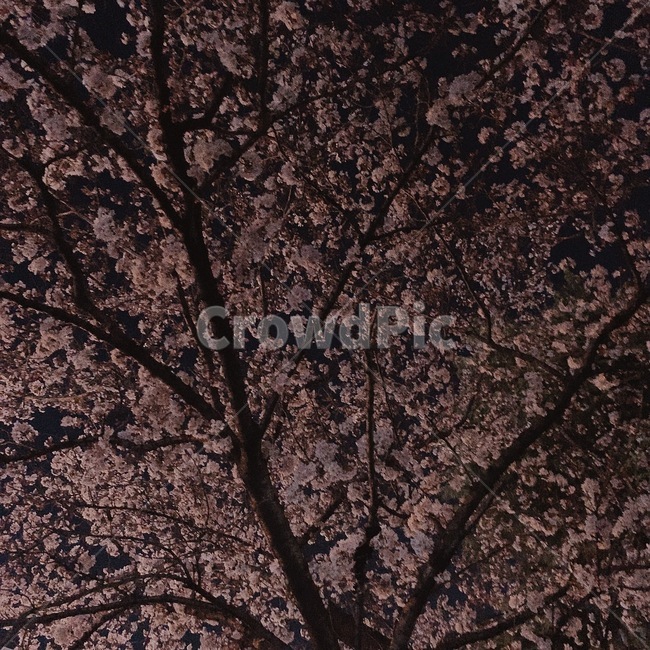 벚꽃,꽃,밤,분홍,감성
