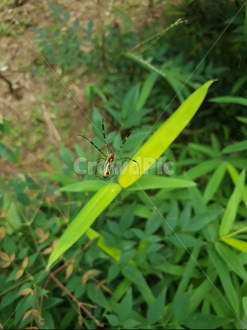 자연,거미,초록이,생명,생태계,곤충,동물,animal,곤충,벌레,insect,bug