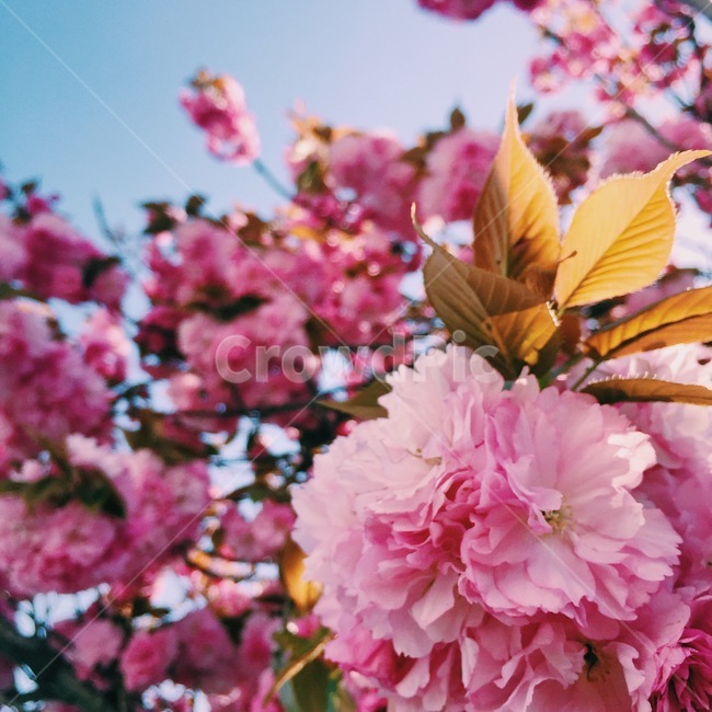 벚꽃,꽃,봄,풍경,자연,하늘,분홍,따뜻함,cherryblossom,sky,flower,nature,봄,계절,spring,season,식물,자연,plants,nature,꽃,flower,plant,blossom