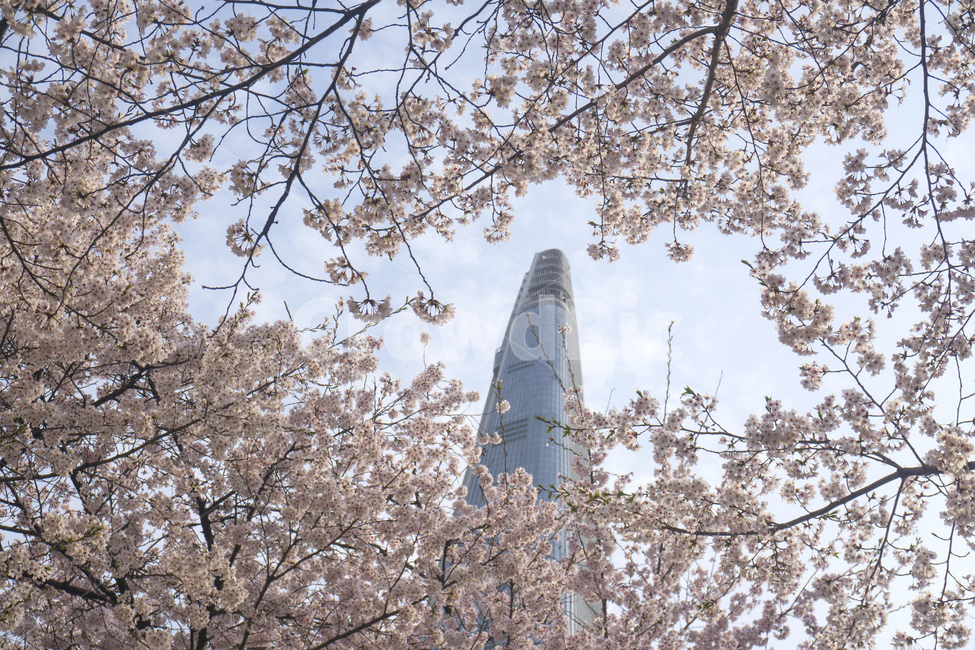 벚꽃,봄,봄꽃,핑크,자연,벚나무,계절,식물,석촌호수,호수,빌딩,봄,계절,spring,season,랜드마크,landmark,tourist attraction,한국랜드마크,한국관광지,한국명소,korea landmark,korea tourist attraction,flower,꽃,cherry blossom,blossom,plant