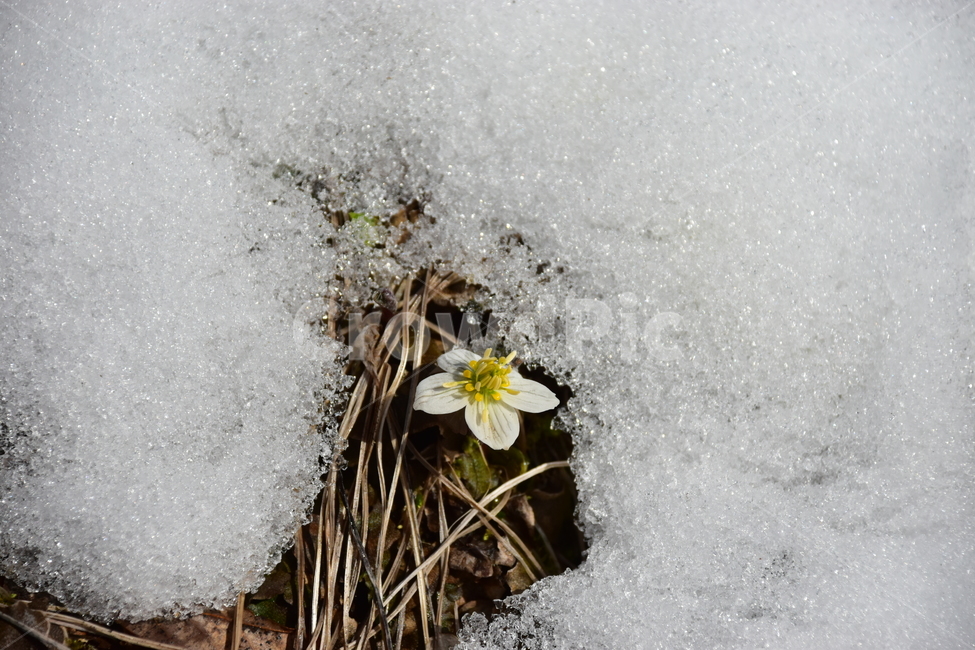 모데미풀,야생화,봄,눈,설중,꽃,풀꽃,자연,식물,식생,감성,힐링,plants,nature,spring,season,flower,emotion,feeling,흰색,초본,너도바람꽃속