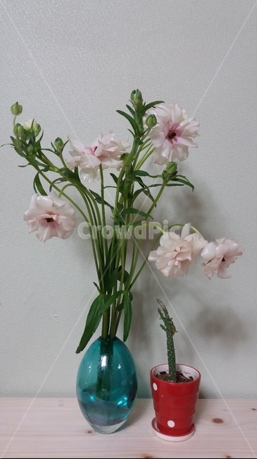 꽃,꽃병,분홍꽃,화분,라난큘러스,실내용화초,화분,화초,house plant