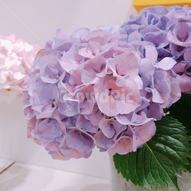 수국,수국꽃,꽃,물,식물,파란색꽃,보라색꽃,빨간색꽃,핑크색꽃,분홍색꽃,pinkflower,flower,purple,violet,아름답다,꽃잎,생화,petal,floralleaf,식물,자연,plants,nature,꽃,flower