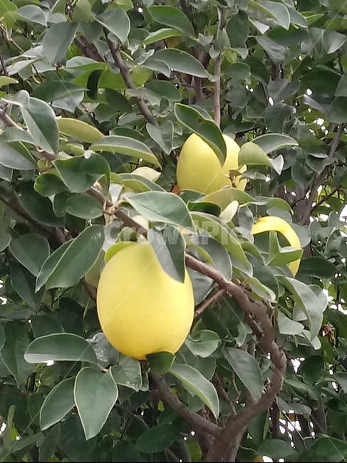 식물,모과,열매,과일,장미과,나무,과일,열매,fruit