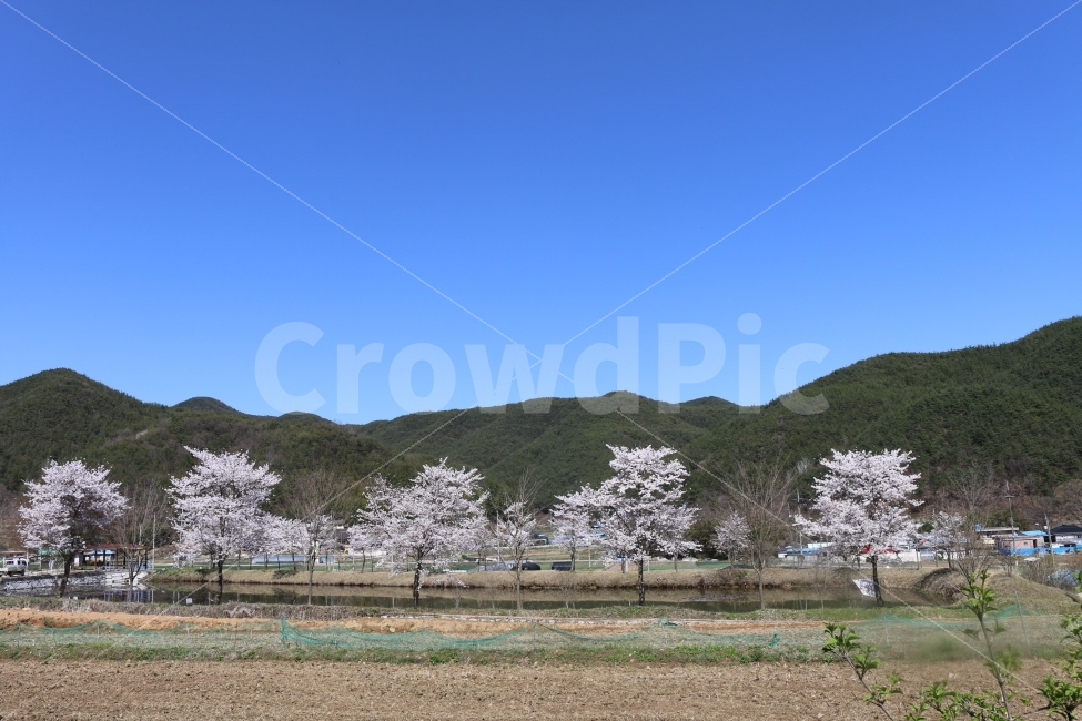 벚꽃,꽃,자연,하늘,봄,시골,풍경,자연,풍경,nature,landscape,봄,계절,spring,season,시골,마을,country,rural,town,plant,식물,cherry blossom,blossom,flower