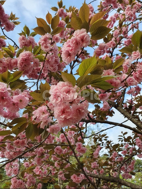 식물,plant,벚꽃,blossom,꽃,flower,하늘