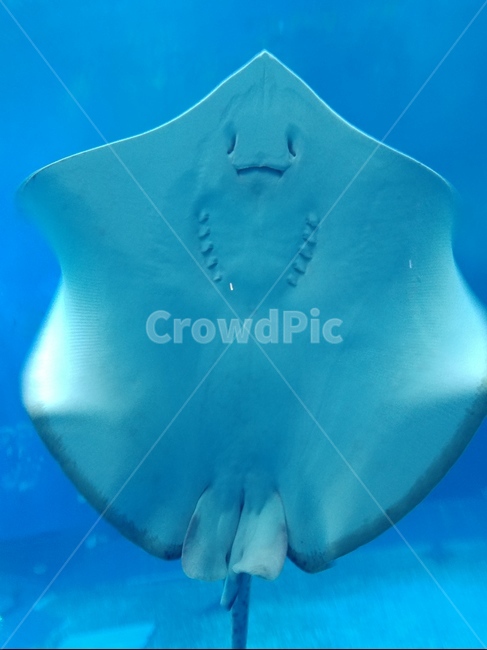 가오리,stingray,sealife,해양생물,츄라우미,동물,animal