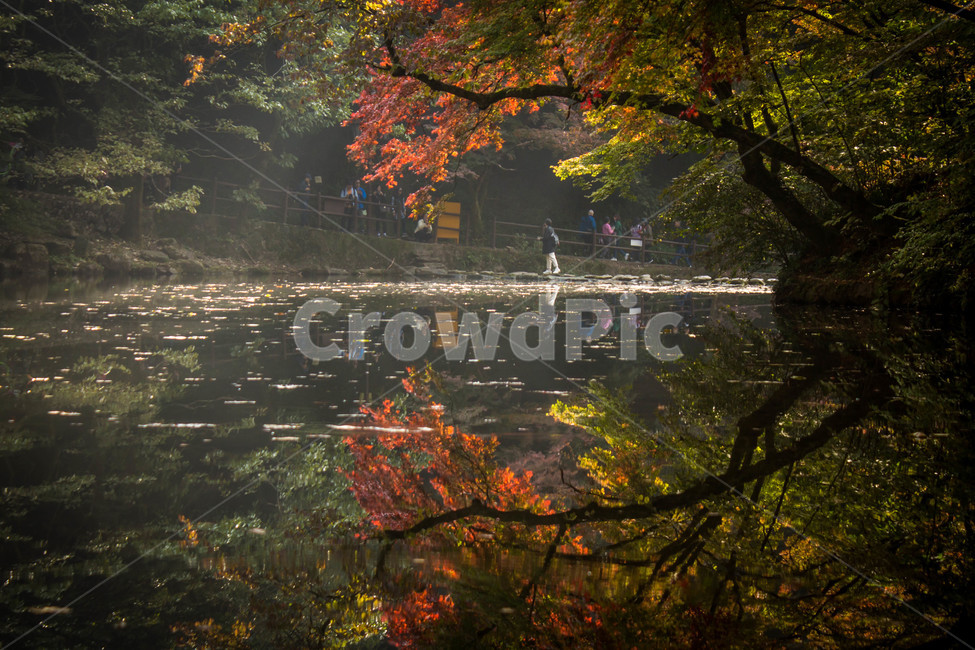 장성,백양사,단풍,가을,풍경,반영,백양사단풍,가을,계절,fall,autumn,season,자연,풍경,nature,landscape,한국자연풍경,한국자연경관,korea nature landscape,tree,나무,plant,식물,leaf,잎,water,물