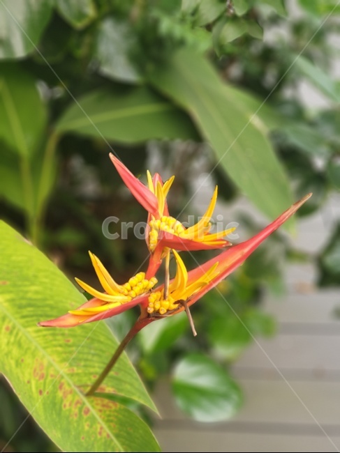 베트남야생화,야생화,봄꽃,베트남꽃,특이한꽃,식물,자연,plants,nature,꽃,flower