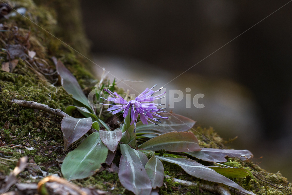 화야산,처녀치마,야생화,봄,봄꽃,봄,계절,spring,season,식물,자연,plants,nature,꽃,flower,plant,blossom