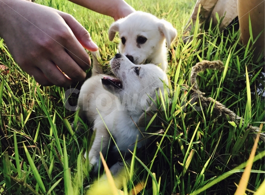 강아지,강아지들,두마리,풀,풀밭,눈,코,수염,시골,노을,감성사진,사진,동물,animal,포유류,mammal,개,강아지,dog,doggy