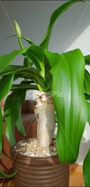 문주란,문주란꽃,꽃대,꽃,토끼섬,수선화,초본식물,식물,자연,plants,nature,실내용화초,화분,화초,house plant,인테리어,실내디자인,interior design