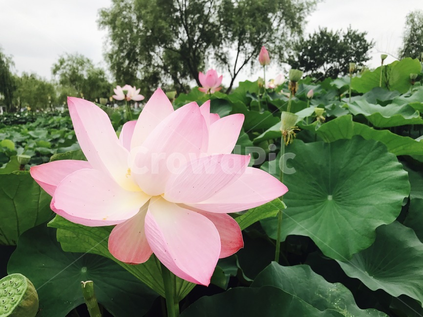 부여,연꽃,분홍꽃,lotusflower,flower