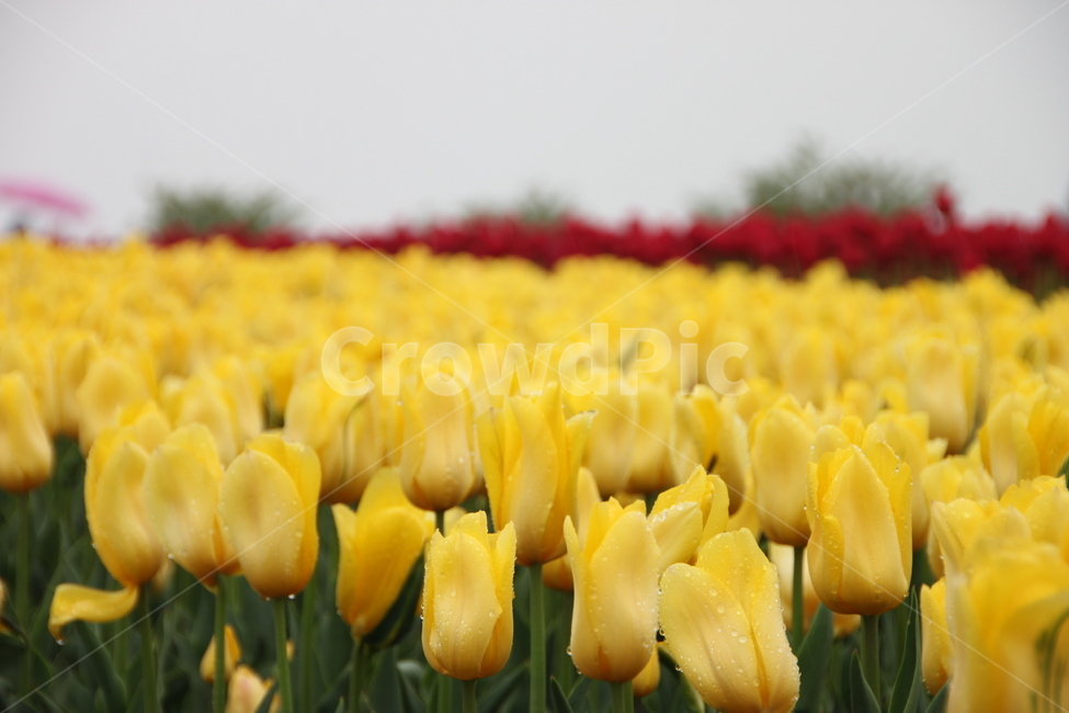 plant,식물,blossom,flower,꽃,식물,자연,plants,nature,꽃,flower