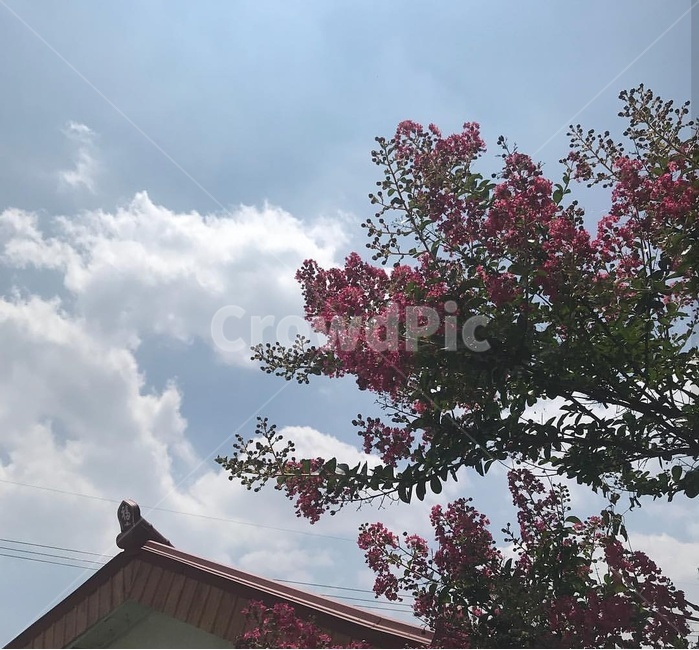 나무,맑은,구름,하늘,날씨,식물,자연,plants,nature,꽃,flower