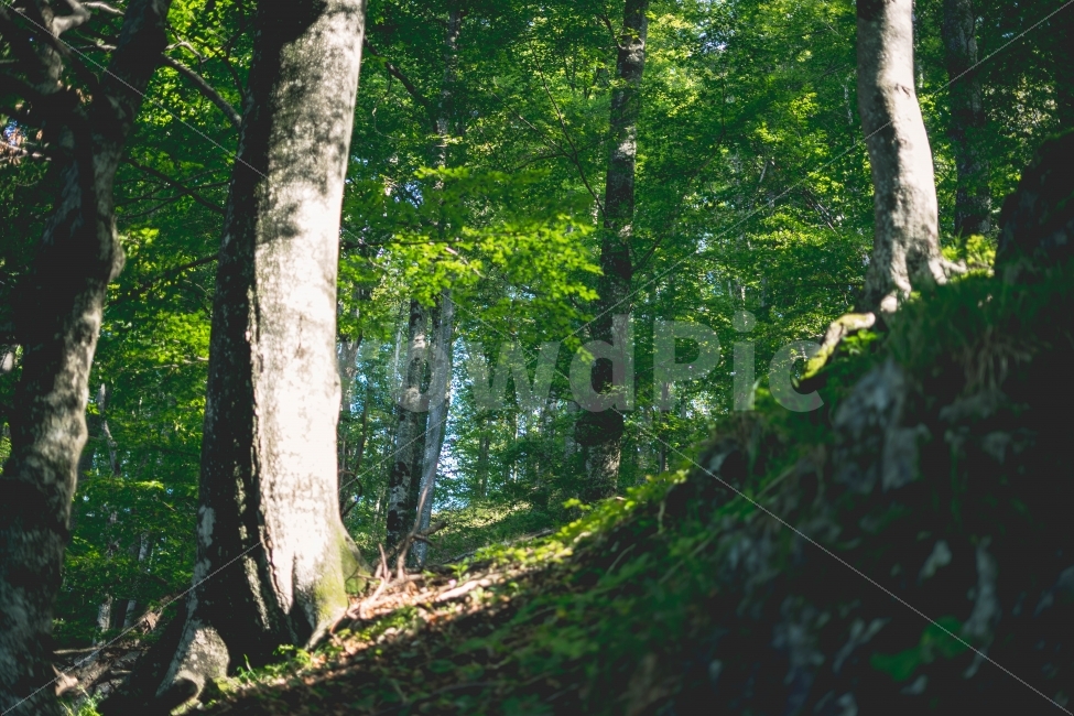 숲,나무,수풀,산,야생,자연,초록,녹림,forest,wood,nature,natural,greenwood,mountain,wild,자연,풍경,nature,landscape,휴식,힐링,rest,relaxation,healing,tree,plant,식물,tree trunk,나무 줄기