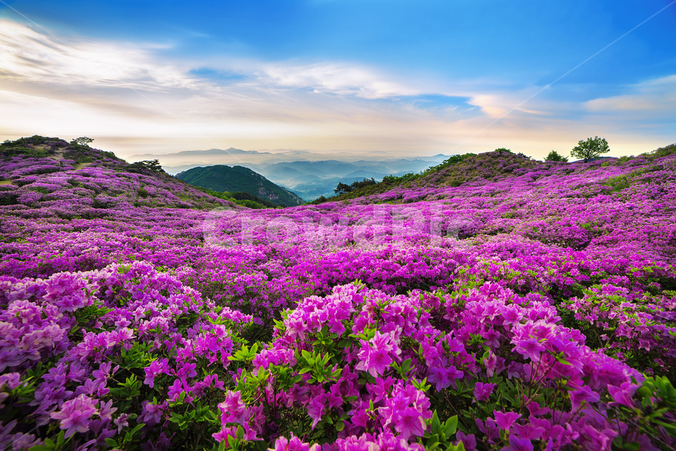 황매산,경남관광,합천군,산청군,철쭉제,봄,분홍물결,산상화원,자연,풍경,nature,landscape,geranium,제라늄,plant,식물,flower,꽃,blossom