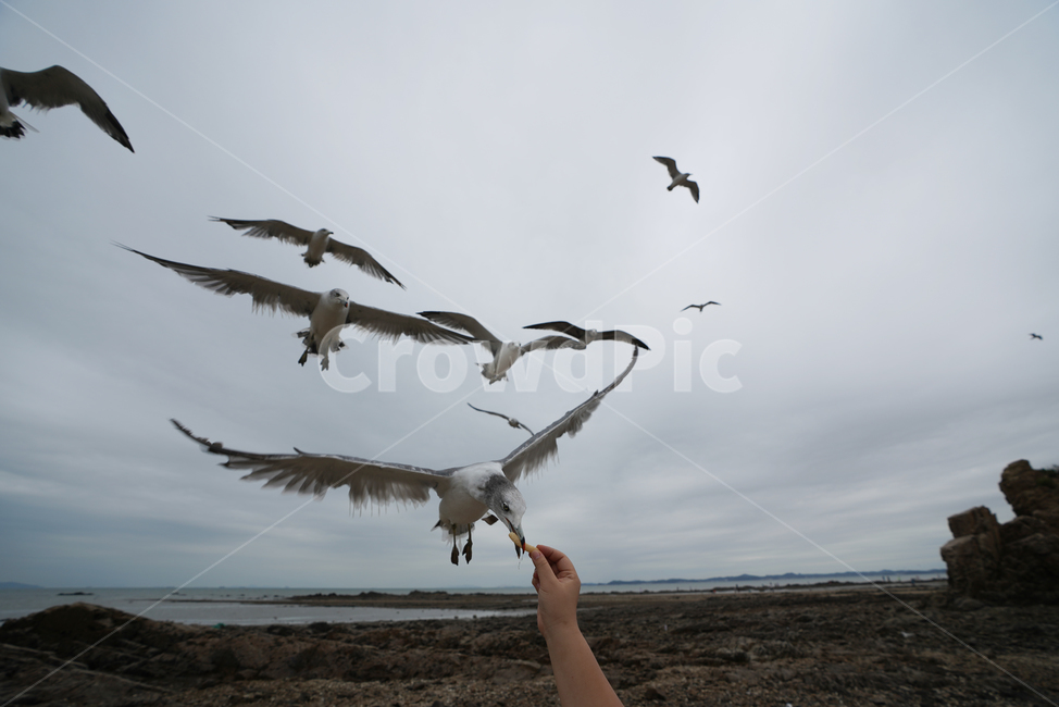 commongull,갈매기,새우깡,animal,동물,바다,해변,beach,제부도,동물,animal,조류,새,birds