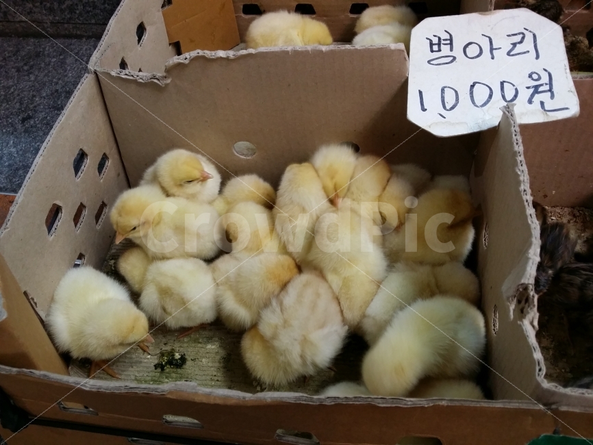 병아리,귀여움,시장,거리,새끼,노랑,동물,털복숭이,동물,animal,조류,새,birds