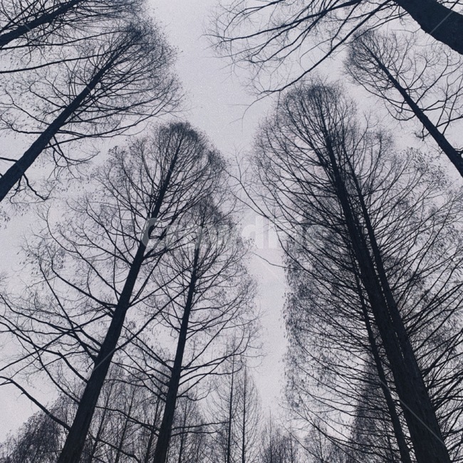 자연,힐링,나무,밤,겨울,자연,풍경,nature,landscape,나무,trees,wood,tree,plant,식물