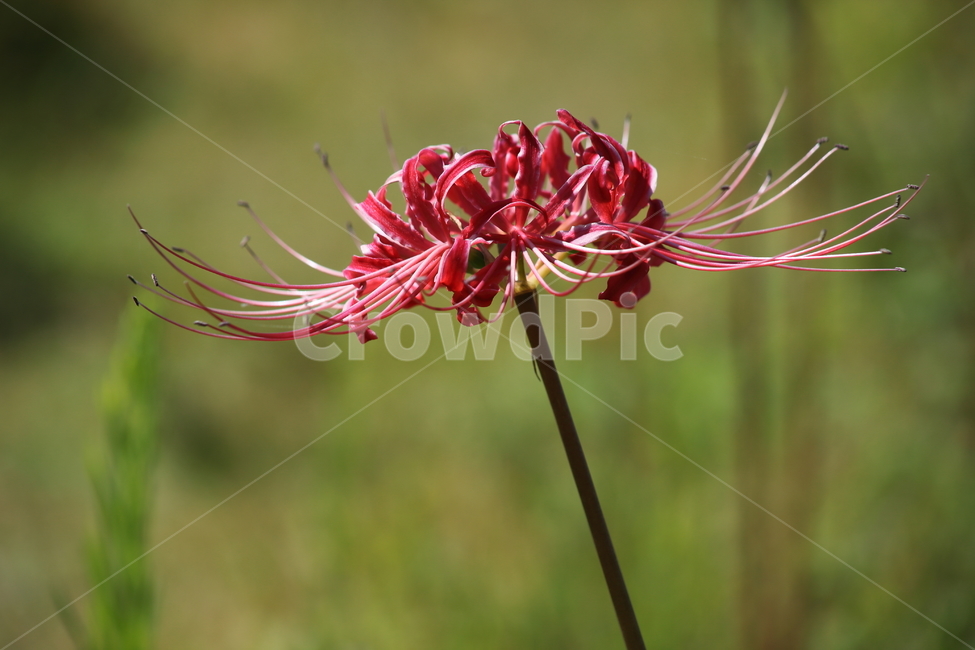 상사화,lycorissquamigera,magiclily,꽃무릇,redspiderlily,식물,자연,plants,nature,꽃,flower