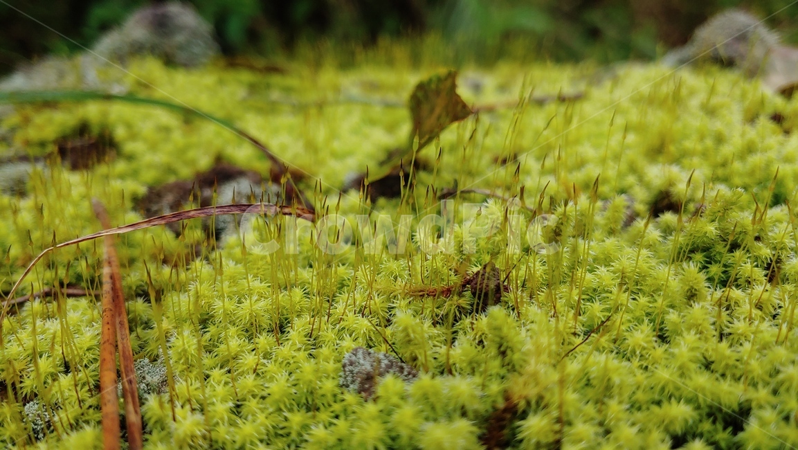 이끼숲,moss,freshmossforest,이끼,grassgreen,viridity,vert,이끼생태,자연,nature,feshcolor,naturalenvironment,naturalbeauty,식물,자연,plants,nature
