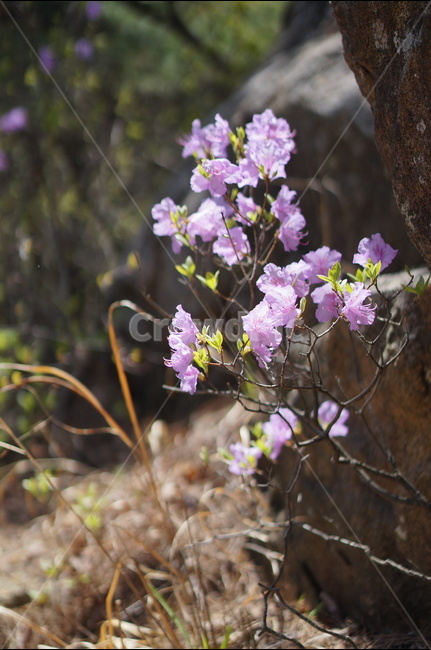 진달래,핑크,봄,낮,빛,봄,계절,spring,season,식물,자연,plants,nature,꽃,flower,plant,blossom