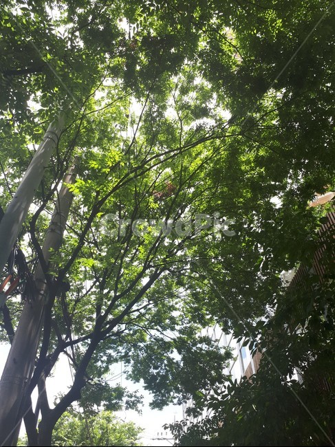 나무,산책로,산책길,나뭇잎,tree,leaf,leaves,promenade