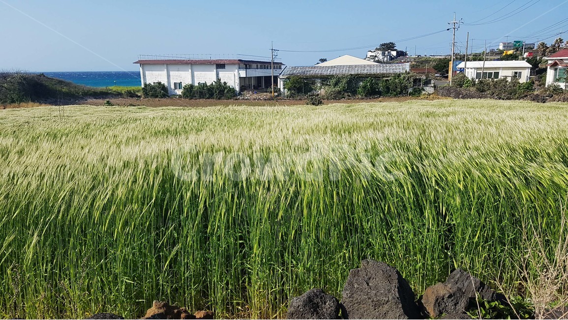 보리,청보리,들판,식물,자연,바람,제주도,바다,집,주택,하늘,바위,제주도,jeju,jeju island,시골,마을,풍경,landscape,country,rural,town,grass,잔디,plant