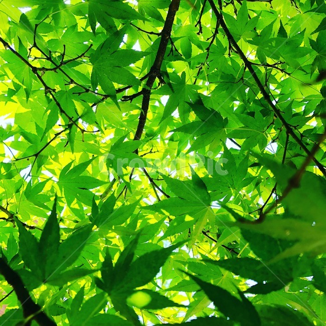 푸른단풍,푸르름,녹색,잎새,초록,식물,자연,plants,nature