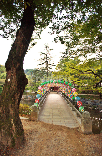 마곡사,백범교,연등,공주,태화산,큰나무,종교,신앙,religion,belief,faith,축제,행사,festival,carnival,event