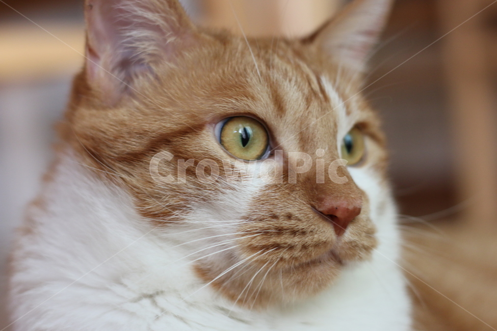 치즈냥,노란,고양이,클로즈업,동공,측면,동물,animal,포유류,mammal,고양이,cat,kitten,kitty