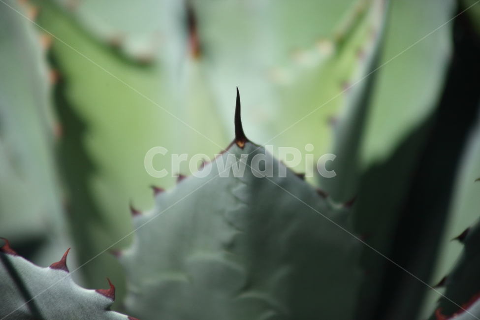 길상천,선인장,가시,용설란,cactus
