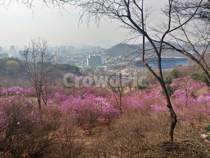 진달래,꽃,동산,공원,축제,봄,계절,spring,season,도시,풍경,city,landscape,한국도시풍경,한국도시경관,korea cityscape,plant,식물