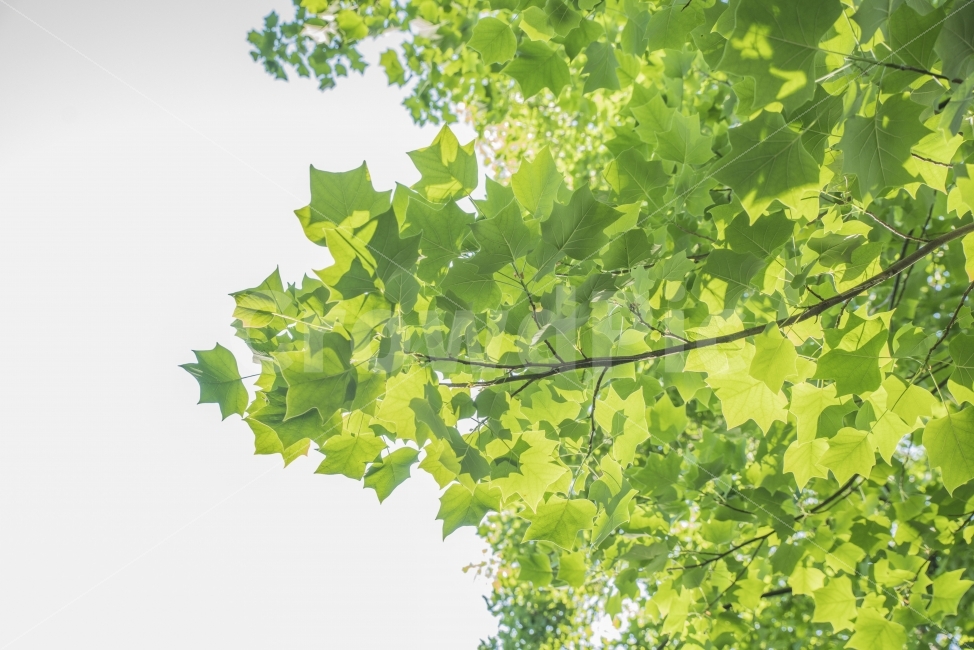 나무,식물,초록,단풍잎,단풍나무,여름,식물,자연,plants,nature,감성,sensible,feeling,여름,계절,summer,season,plant,tree,leaf,잎,oak,오크,green