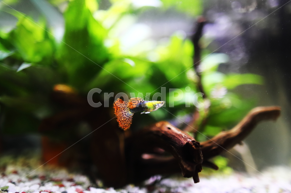 구피,열대어,수초,어항,부화,동물,animal,어류,물고기,fish
