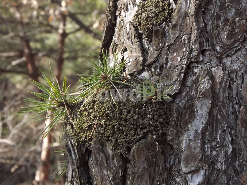 plant,식물,tree,나무,treetrunk,나무줄기,이끼