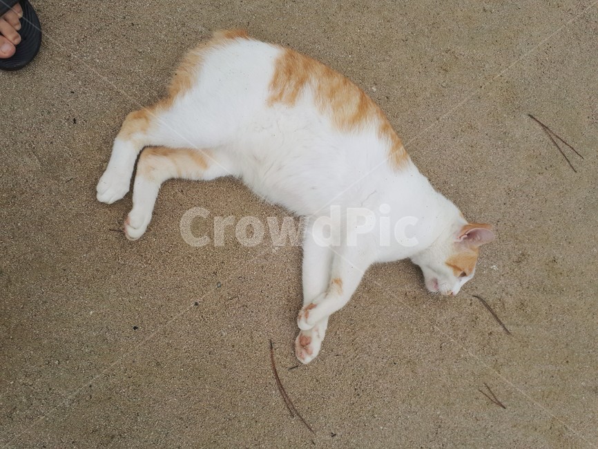 고양이,동물,누운자세,모래,흙,동물,animal,포유류,mammal,고양이,cat,kitten,kitty