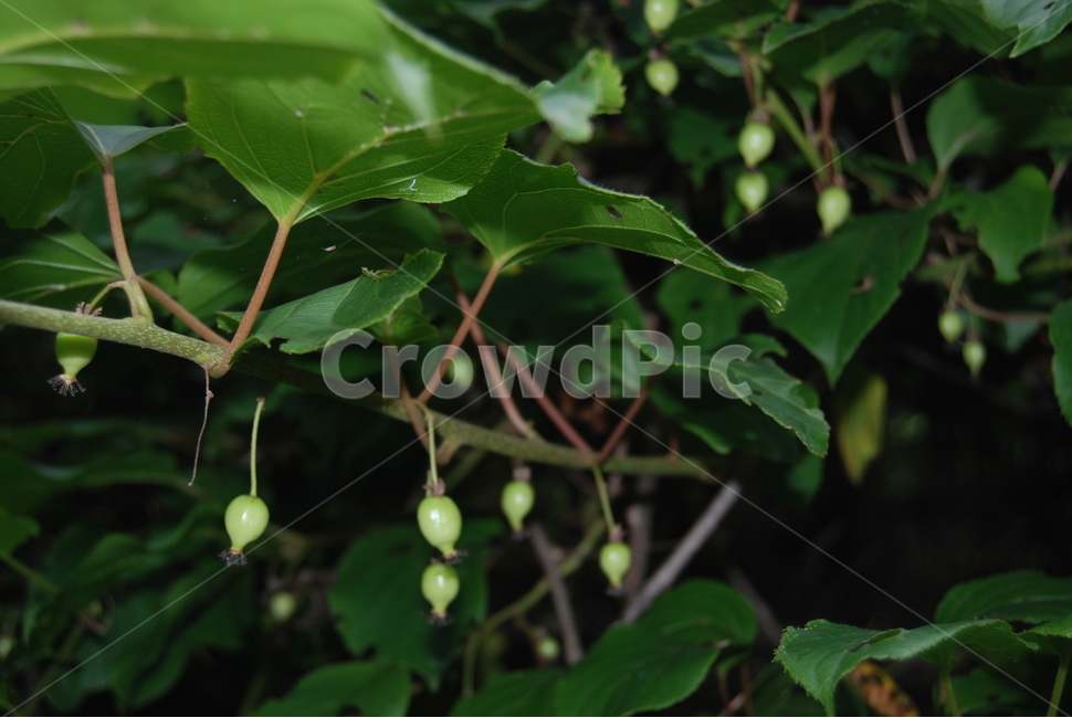 마대산,봄,자연휴양림,야생,공원,식물,자연,plants,nature