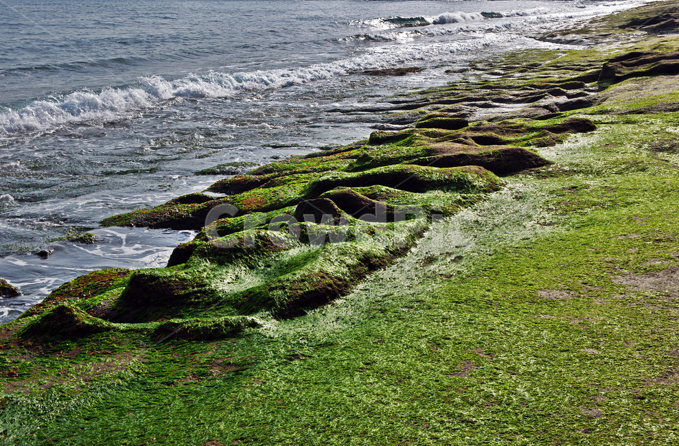 황우치해변,제주,서귀포시,해안,파도,퇴적암,자연,풍경,nature,landscape,한국자연풍경,한국자연경관,korea nature landscape,제주도,jeju,jeju island,plant,식물,algae,조류