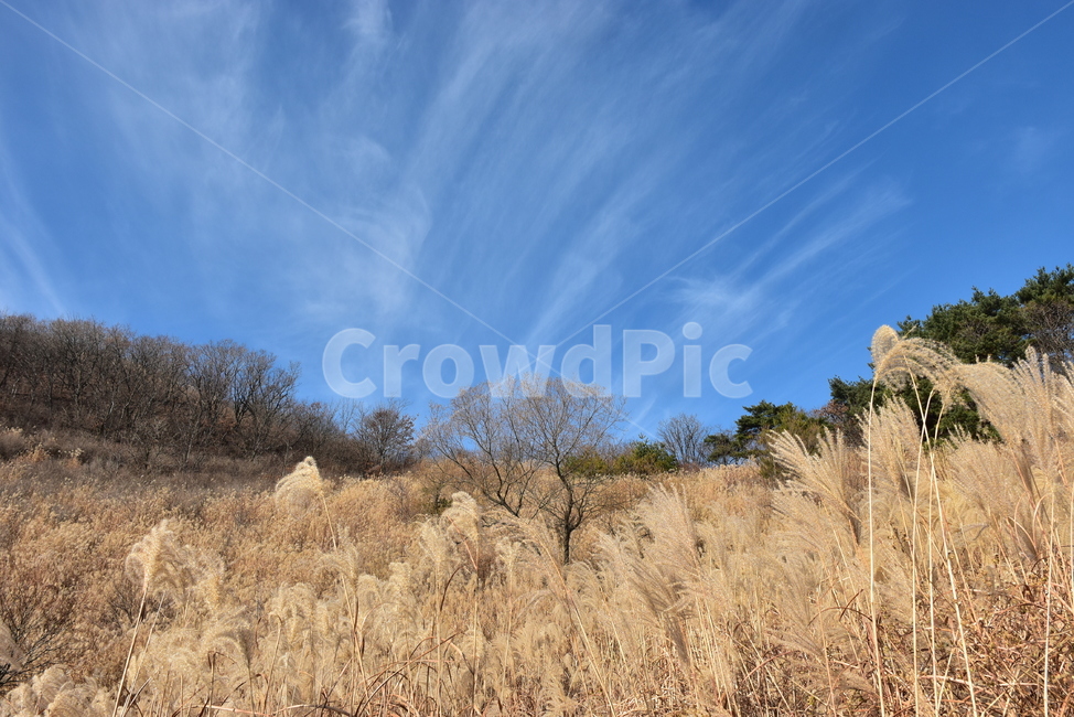 유명산,마유산,억새,가을,풍경,자연,하늘,감성,힐링,아름다운,구름,가을,계절,fall,autumn,season,자연,풍경,nature,landscape,grass,잔디,plant,식물