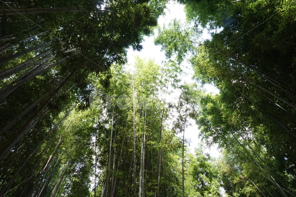 대나무,하늘,햇빛,숲,푸른,초록,대나무숲,자연,풍경,nature,landscape,식물,plants,나무,trees,wood,plant,bamboo