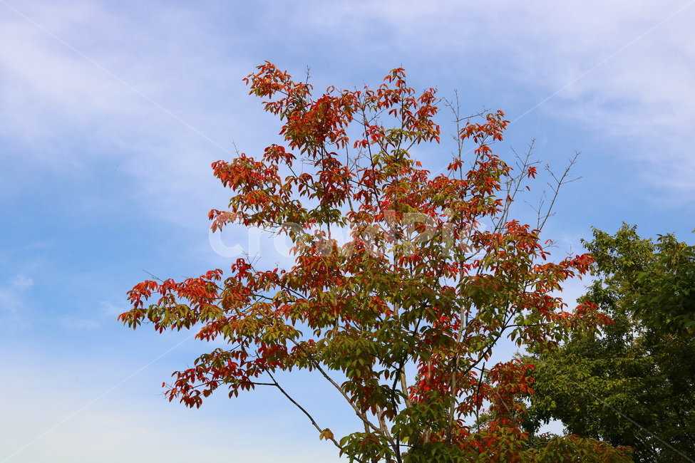 나무,단풍,복자기나무,식물,가을,자연,풍경,단풍잎,하늘,계절,가을,계절,fall,autumn,season,자연,풍경,nature,landscape,식물,plants,나무,trees,wood,leaf,잎,plant,tree
