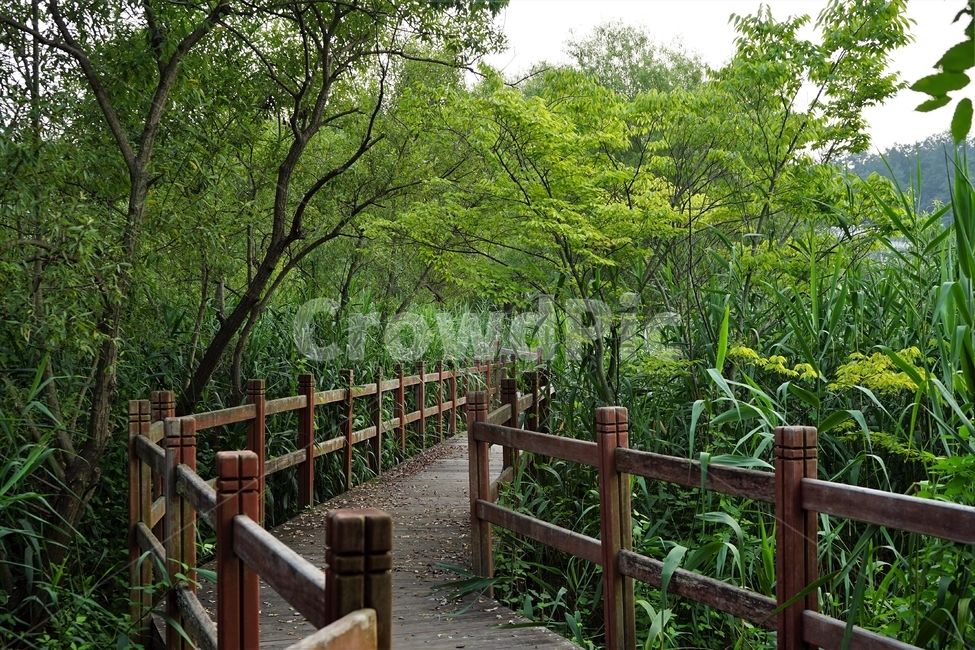 길,산책로,데크,숲,나무,힐링,상쾌,healing,fresh,walkway,green,forest,녹음,치유,산책길,자연