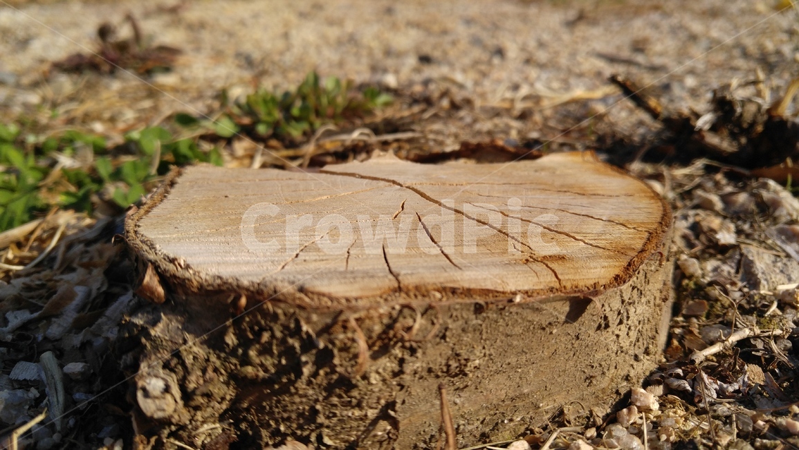 나무,그루터기,절단면,갈색,브라운,야외,배경,감성,나이테,tree,grouter,cuttingplane,brown,outdoor,background,emotional,nate