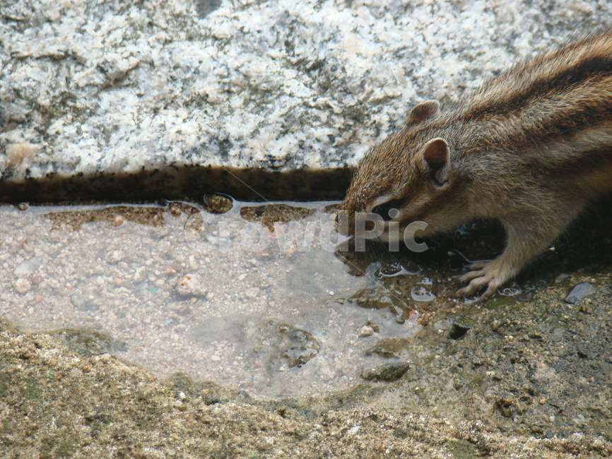 다람쥐,물먹는다람쥐,squirrel,귀여움,물