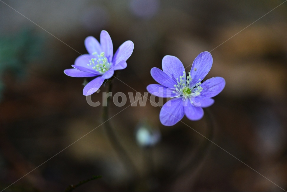 flower,blossom,꽃,plant,식물,노루귀,분홍노루귀,솜털,빛,식물,자연,plants,nature,꽃,flower