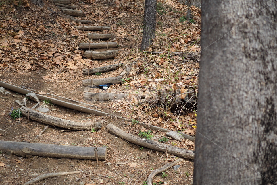 숲,나무,계단,까치,자연,나무계단,낙엽,산,자연,풍경,nature,landscape,ground,바닥