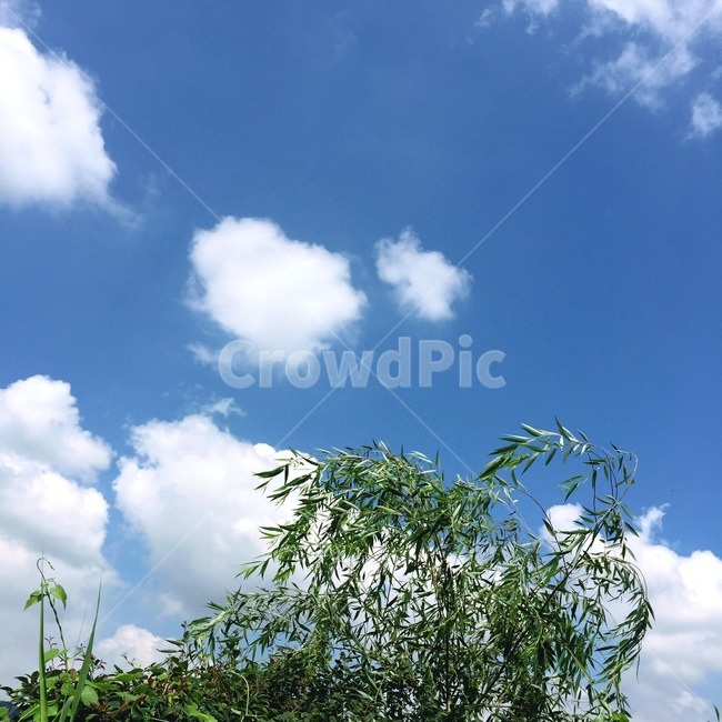 하늘,나무,구름,파란하늘,sky,감성사진,맑은날,바람